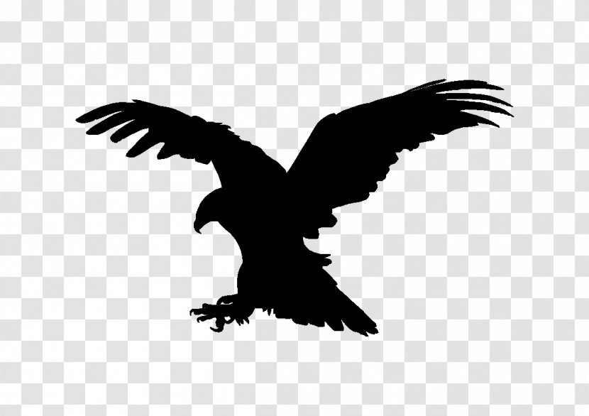 Bald Eagle Vulture Buzzard Beak - Bird Transparent PNG