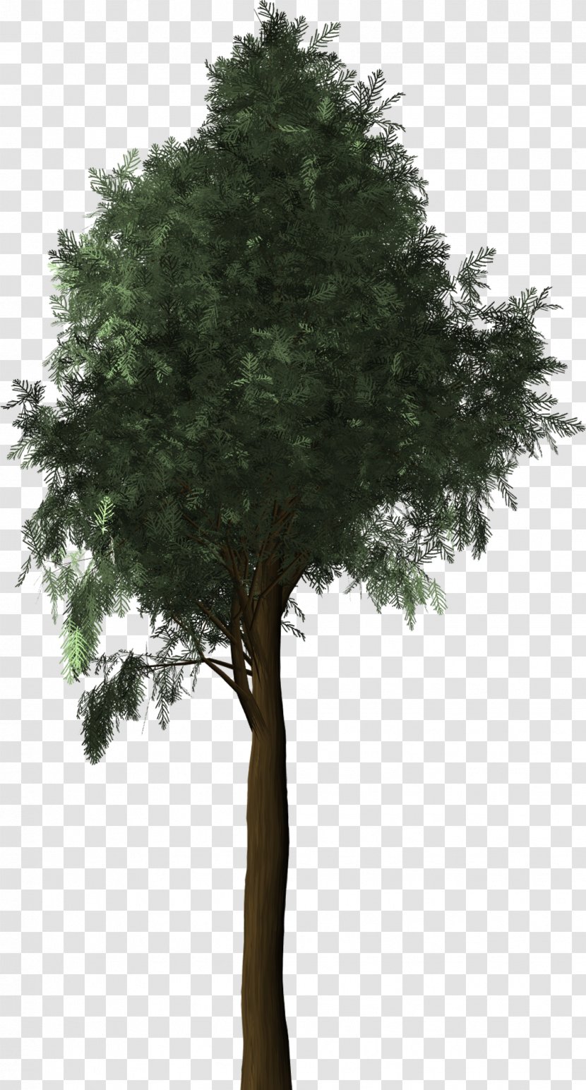 Mediterranean Cypress Evergreen Tree - Woody Plant Transparent PNG
