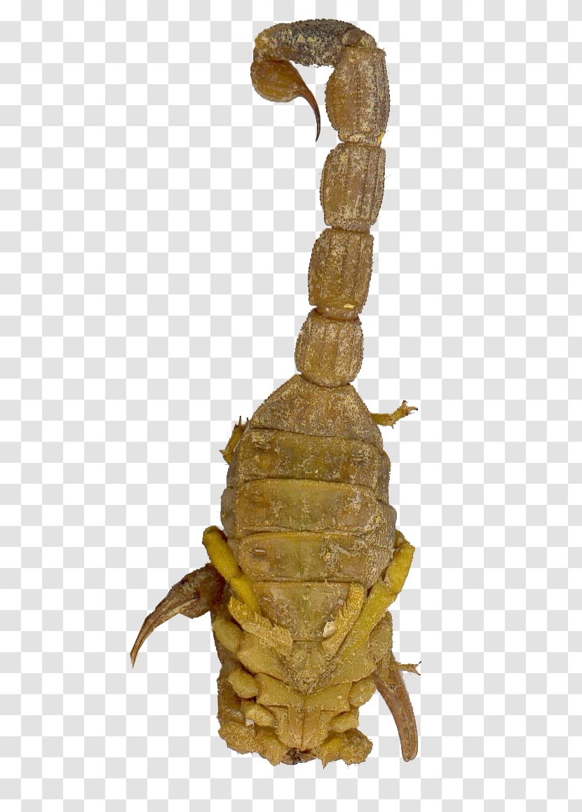 Scorpion Traditional Chinese Medicine - Invertebrate - Scorpions Transparent PNG