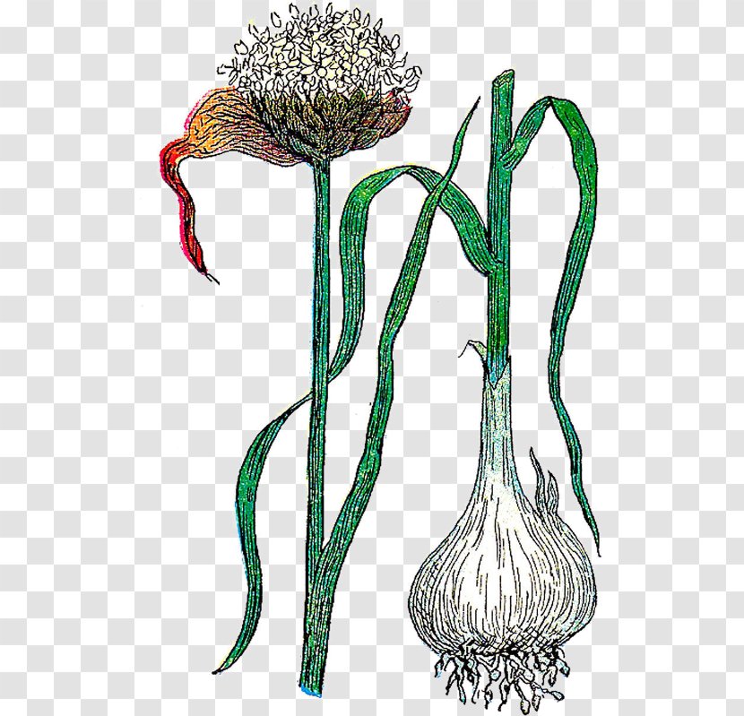 Botanical Illustration Flower Clip Art Botany - Flowering Plant Transparent PNG