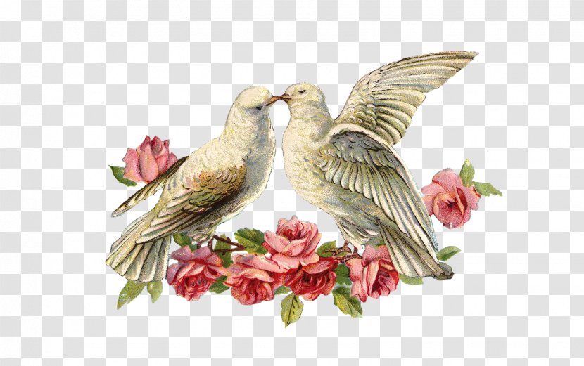 Cloth Napkins Lovebird Wedding Invitation Paper Rose - DOVE Transparent PNG