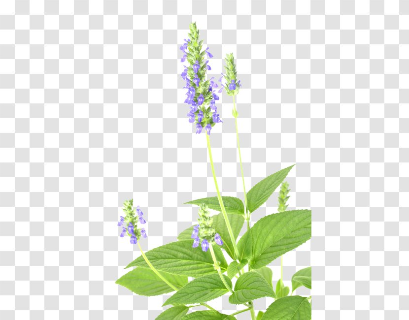 Chia Seed Annual Plant - Garden - Salvia Hispanica Transparent PNG