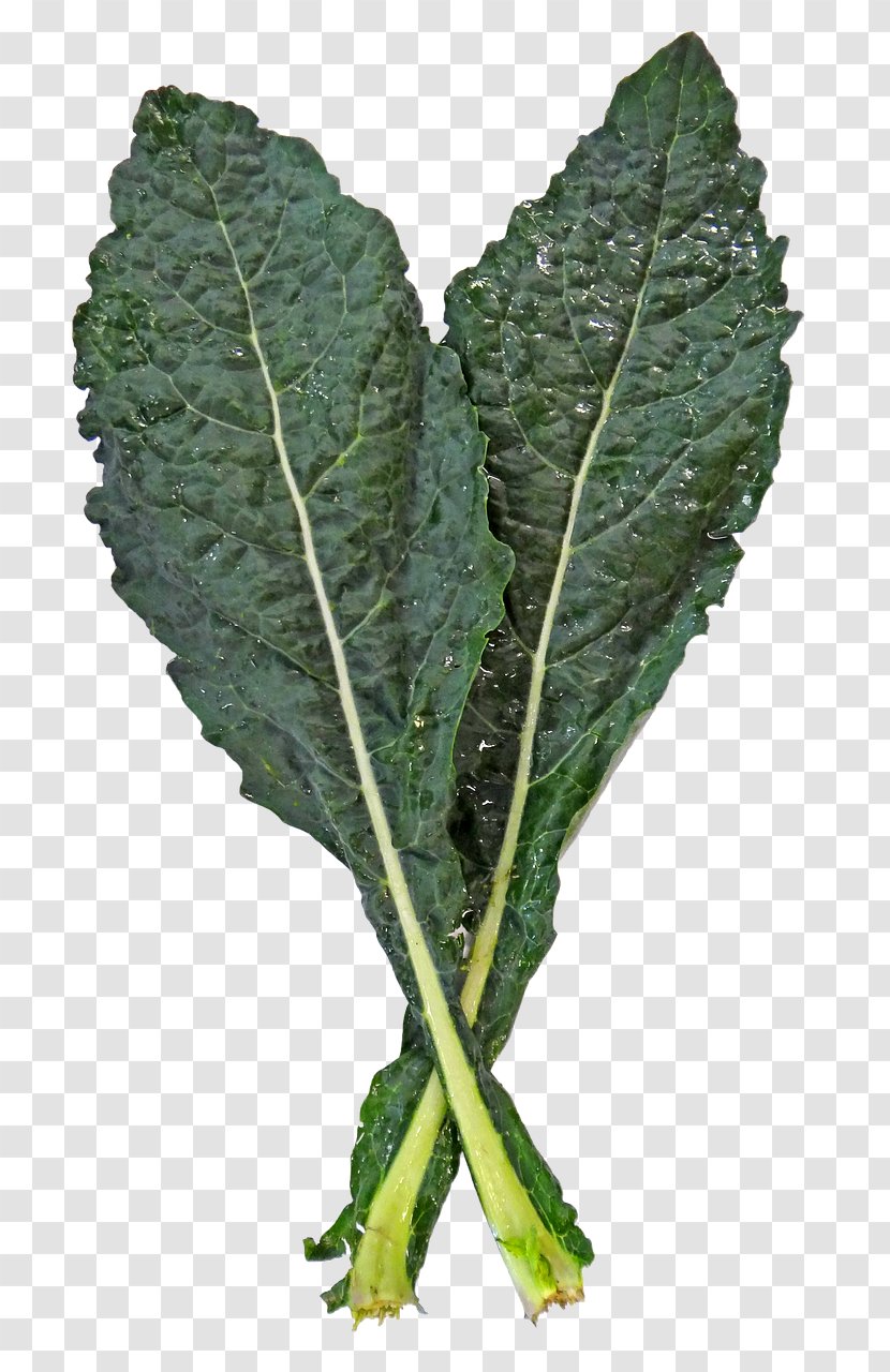 Lacinato Kale Spring Greens Cabbage Collard Leaf Vegetable Transparent PNG