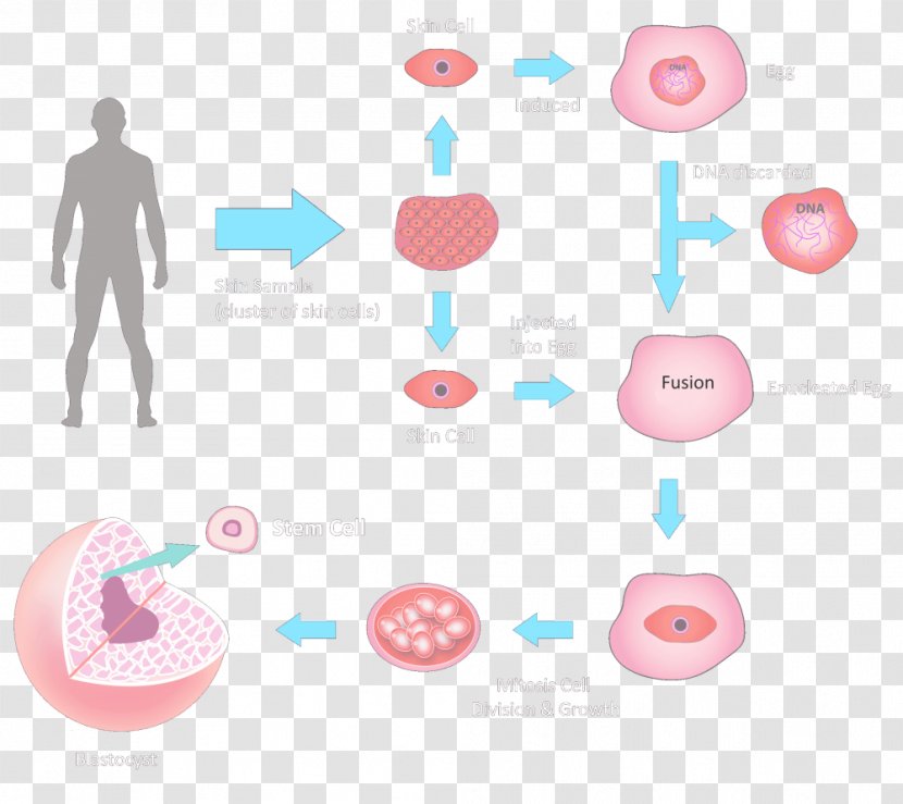 Embryonic Stem Cell Stem-cell Therapy - Cellular Differentiation - Cells Transparent PNG