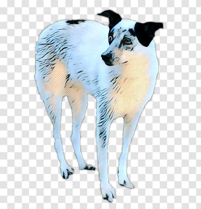 Border Collie - Tail - Companion Dog Rare Breed Transparent PNG