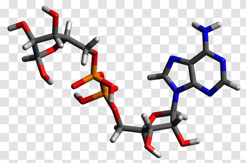 Adenosine Diphosphate Ribose Triphosphate - Watercolor - Cartoon Transparent PNG