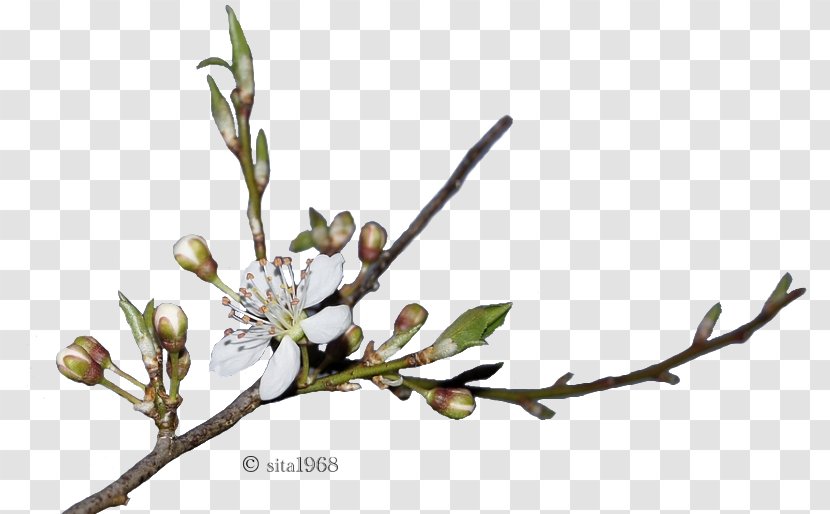 Spring Bud Plant Stem Drawing Web Page - Flora - Sita Transparent PNG