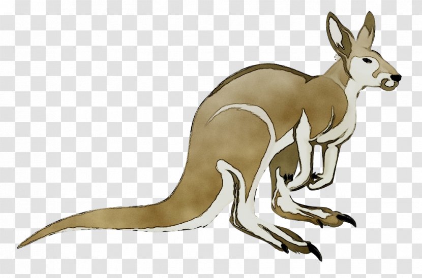 Kangaroo Dog Hare Mammal Canidae - Fauna - Tail Transparent PNG