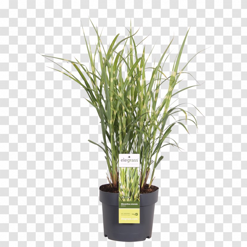Chinese Silver Grass Ornamental Flowerpot Houseplant Blikvanger - Miscanthus Transparent PNG