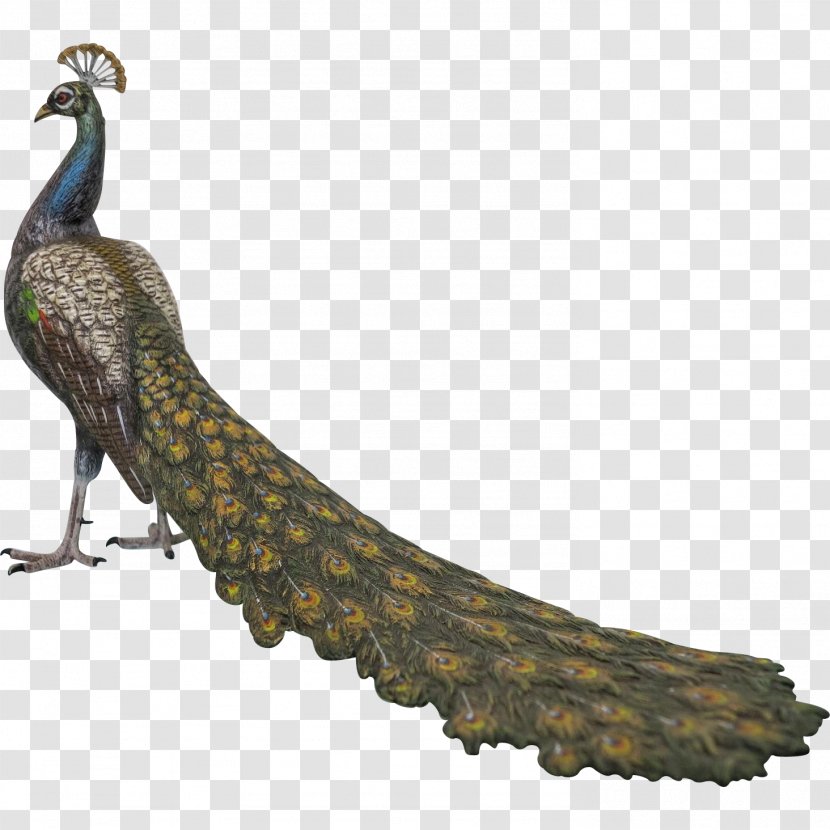Bird Feather Galliformes Beak Tail - Tree - Peacock Transparent PNG