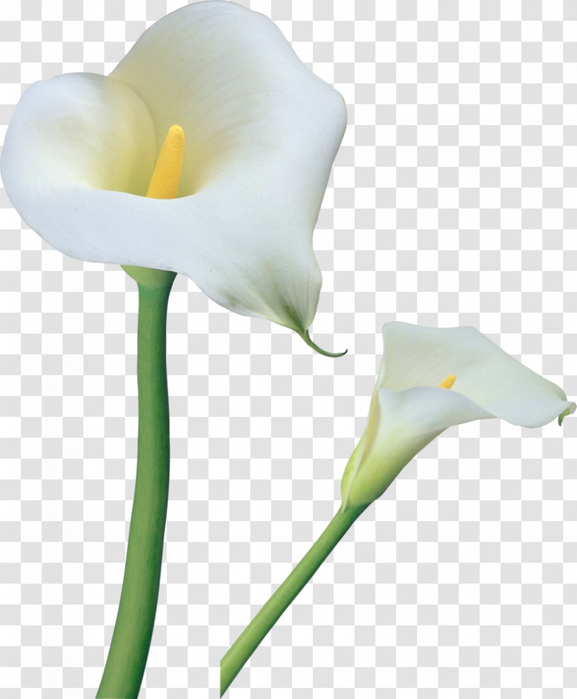 Arum-lily Tiger Lily Flower Clip Art - Opacity - CALLA Transparent PNG