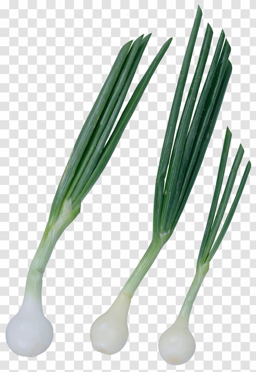 Onion Garlic Allium Fistulosum Beef Stroganoff - Green Onions Transparent PNG