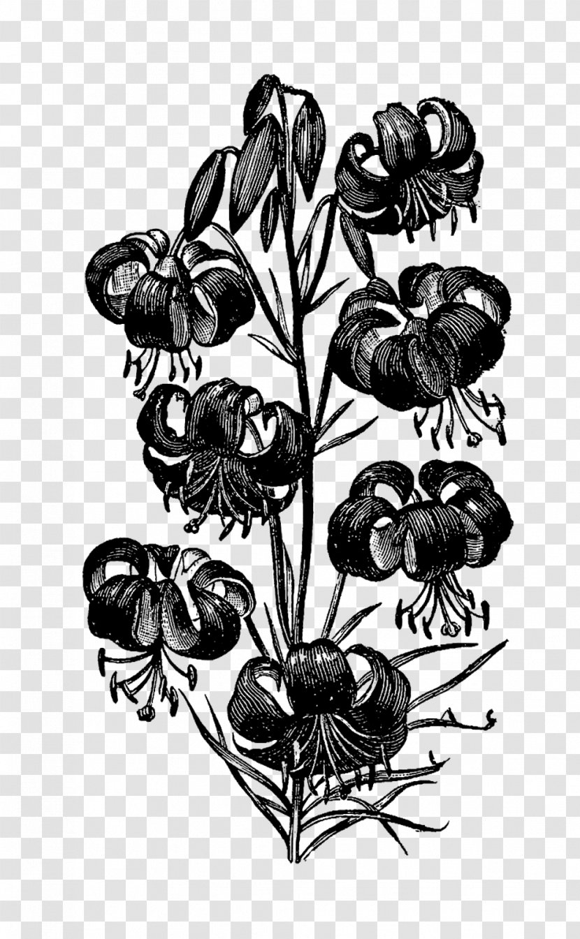 Flower Drawing Clip Art - Flowering Plant Transparent PNG