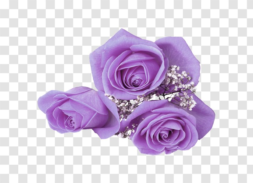 Flower Rose Download Mobile Phone Wallpaper - Floral Design - Purple Roses Transparent PNG