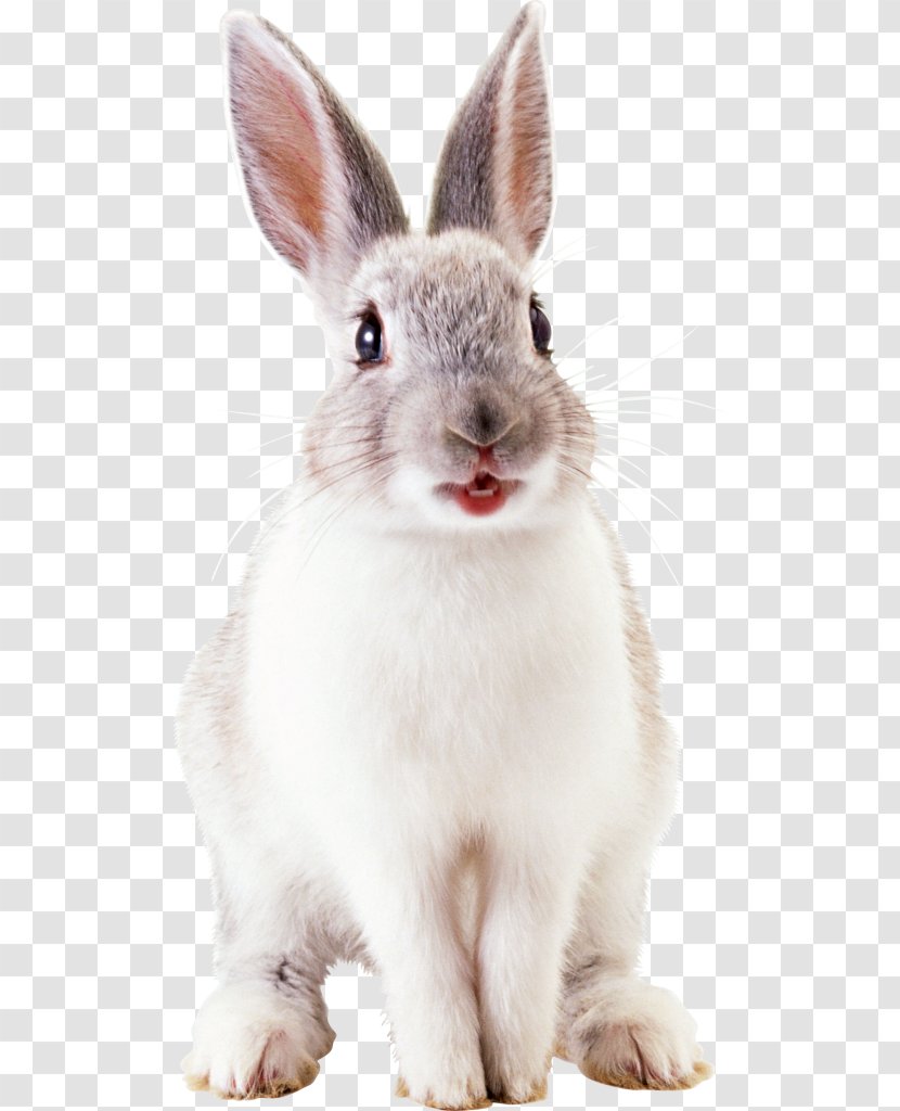Rabbit Clip Art - Image Resolution Transparent PNG