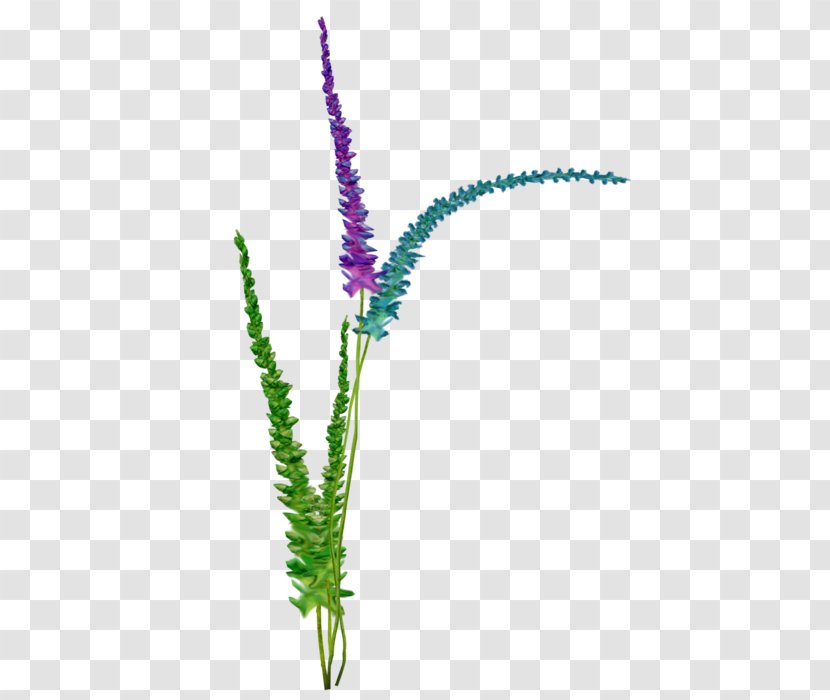 Flowering Plant Stem Aquarium - Decor - Flower Transparent PNG