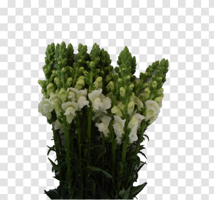 Cut Flowers Snapdragons Flowerpot Wedding - Carnation - Flower Transparent PNG