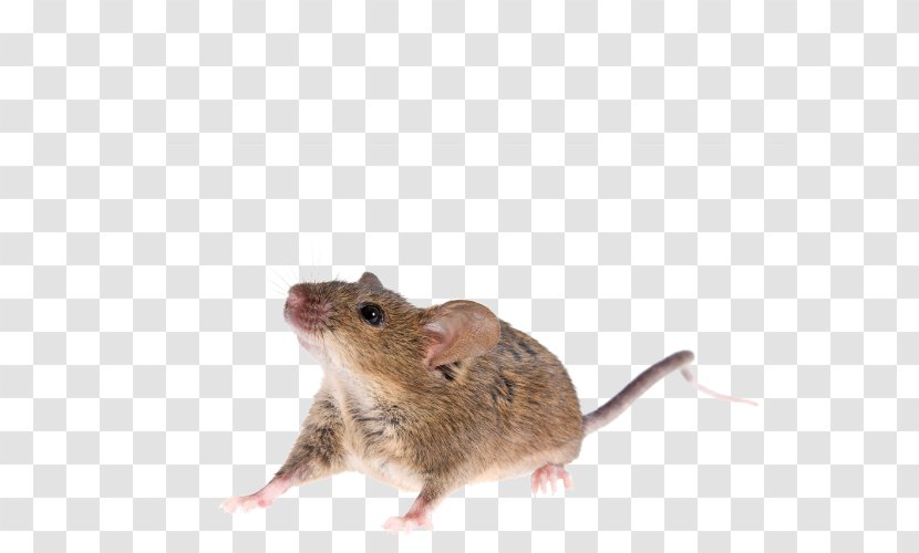 Rat House Mouse Gerbil Rodent - Animal Transparent PNG