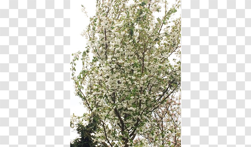 Twig Shade Tree Japanese Snowbell Nursery - Apples - Deciduous Specimens Transparent PNG