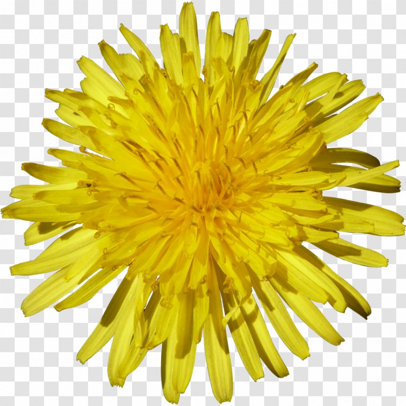Common Dandelion Flower 2017 Nissan LEAF - Yellow Transparent PNG