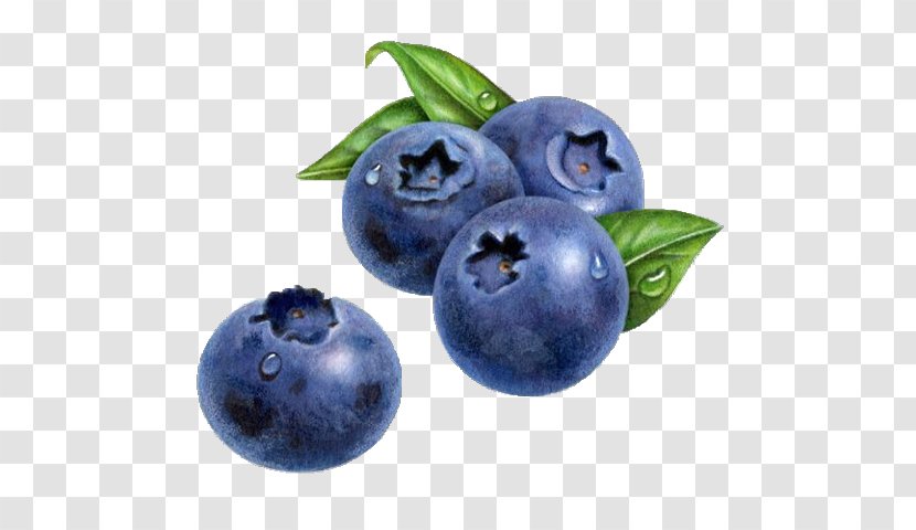 Blueberry Drawing Watercolor Painting Muffin - Berry Transparent PNG