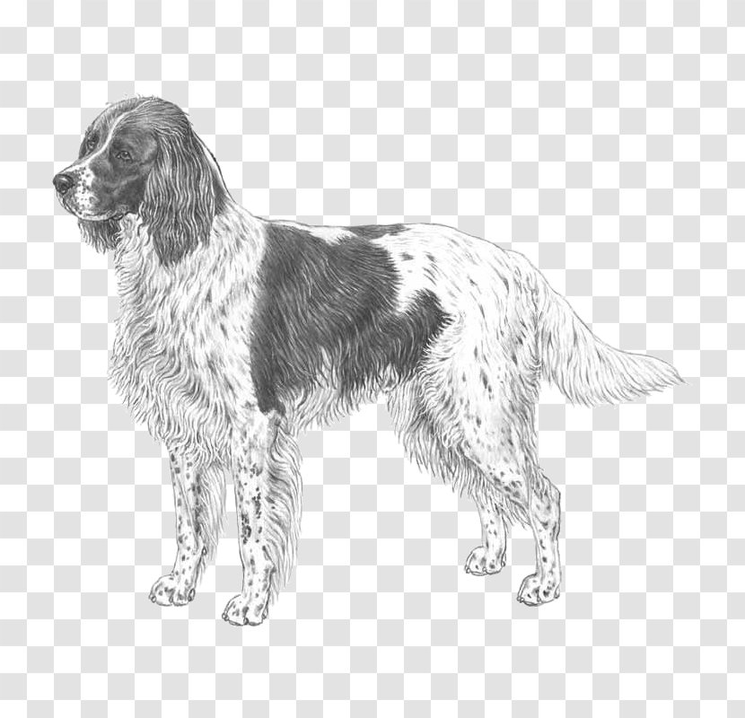 Drentse Patrijshond French Spaniel English Setter Field Small Münsterländer - Picardy - Black And White Transparent PNG