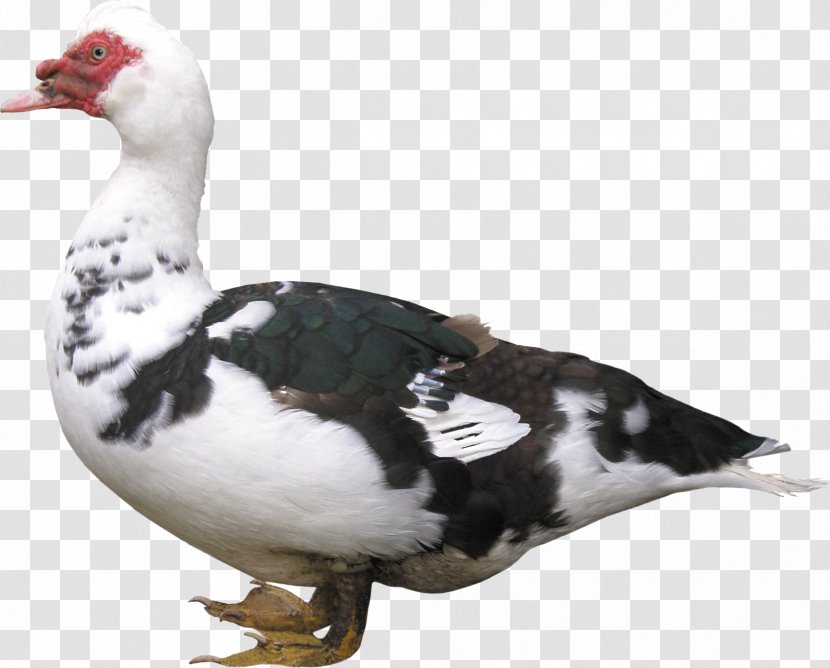 American Pekin Duck Bird Chicken Mulard - Goose Transparent PNG