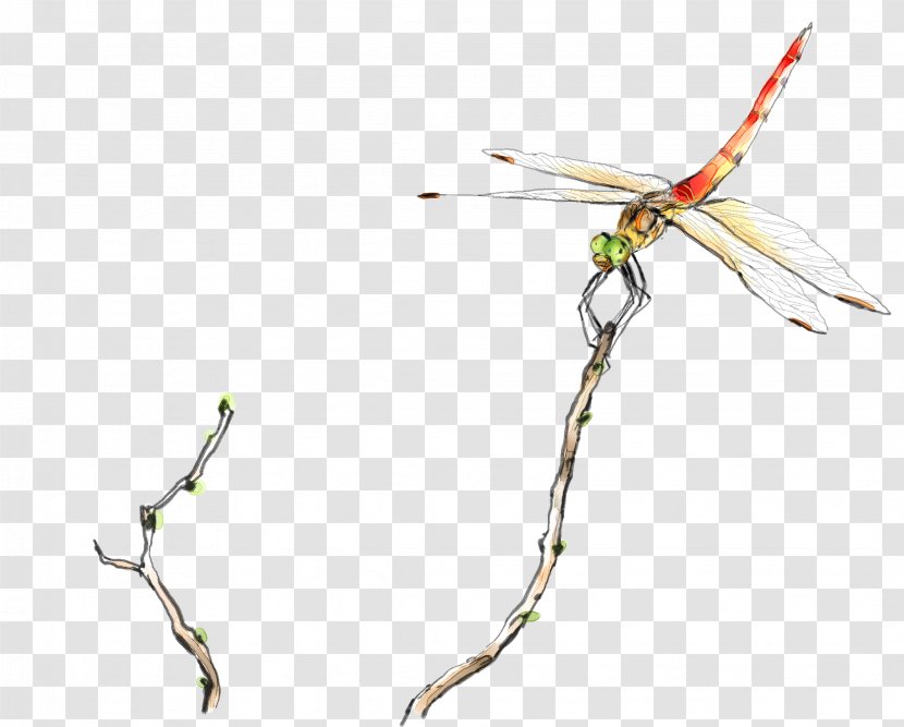 Pond Illustration - Photography - Stop In The Branches Of A Dragonfly Transparent PNG