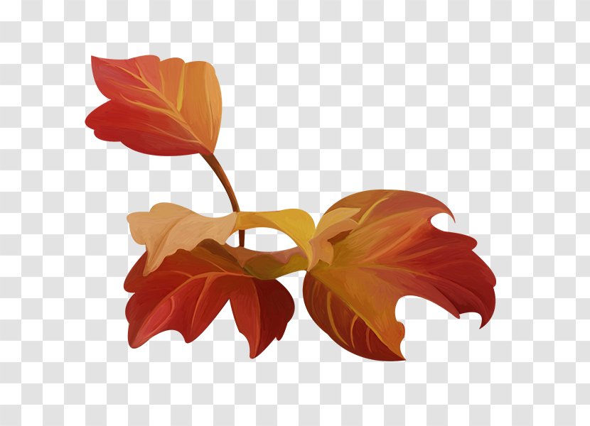Red Petal Orange Leaf Color - Flower - Canada Day Elements Automne Transparent PNG