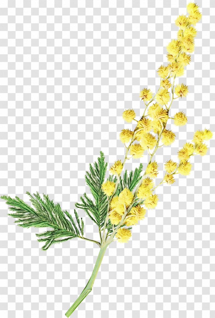 Flower Plant Flowering Yellow Sweet Clover Goldenrod Transparent PNG