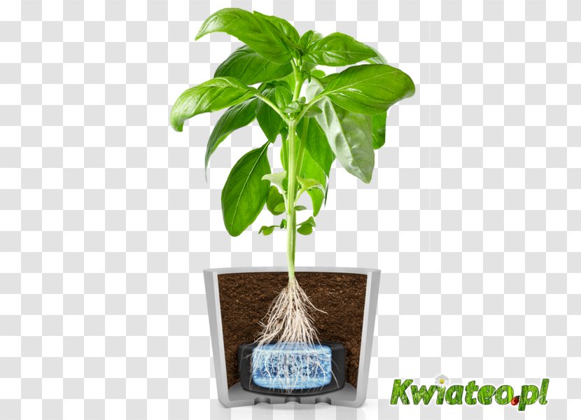 Basil Flowerpot Herbalism Kitchen Garden Tree - Latam Chile - Hydroponic Grow Boxes For Vegetables Transparent PNG