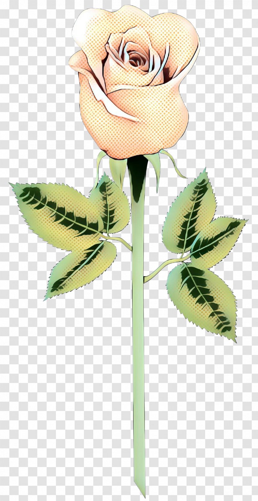 Flowers Background - Rose Family - Pedicel Transparent PNG