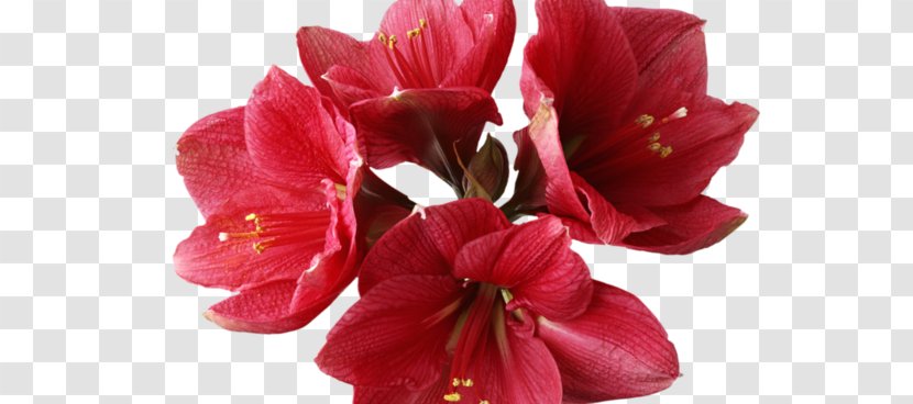 Amaryllis Garden Roses Flower Bonsai - Flowering Plant Transparent PNG