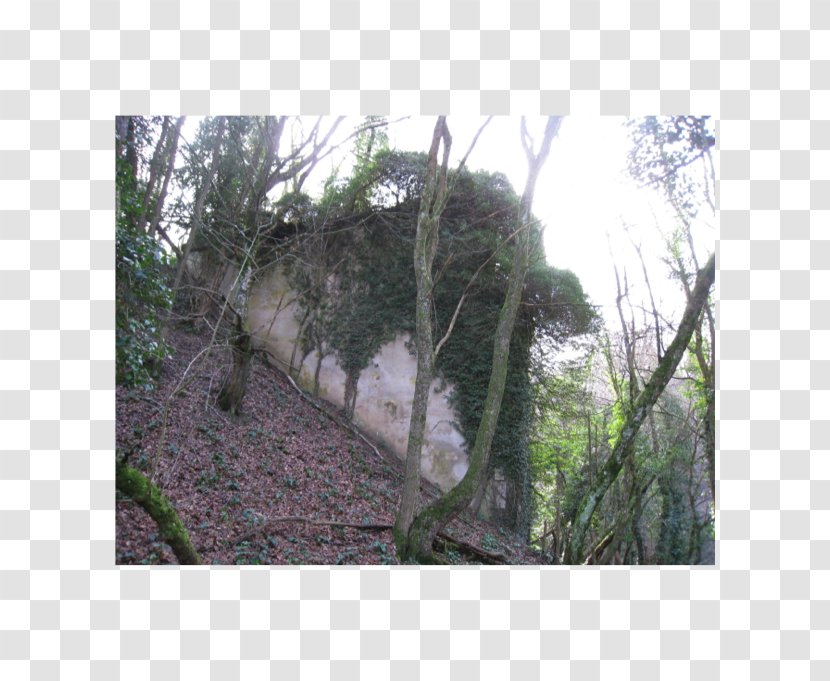 Abutment Viaduc Du Furan Rainforest Biome Jungle - Branch - Hui Transparent PNG