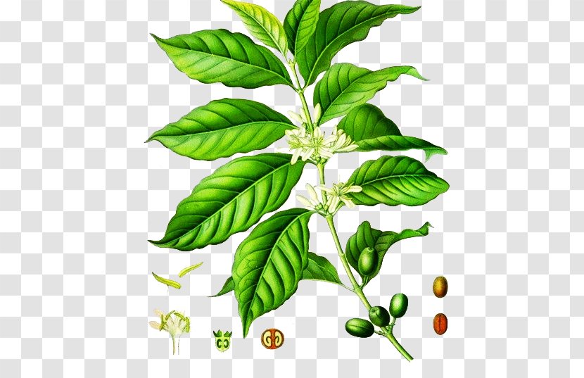 Arabica Coffee Robusta Kxf6hlers Medicinal Plants Coffea Liberica - Herbalism - Hand-painted Tree Transparent PNG