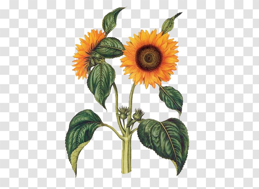 Common Sunflower Botany Botanical Illustration Poster Drawing Transparent PNG