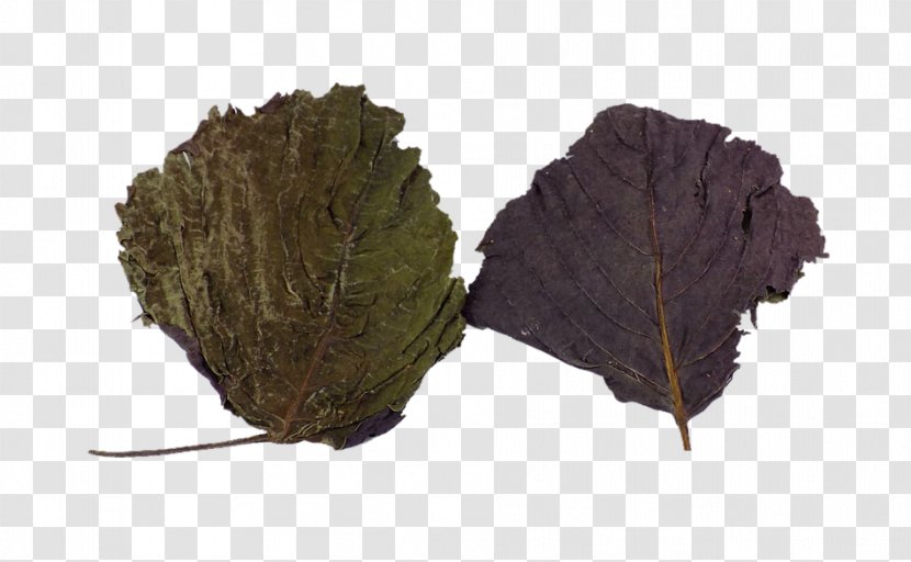 Leaf Beefsteakplant Perilla - Basil - Dried Leaves Herbs Transparent PNG