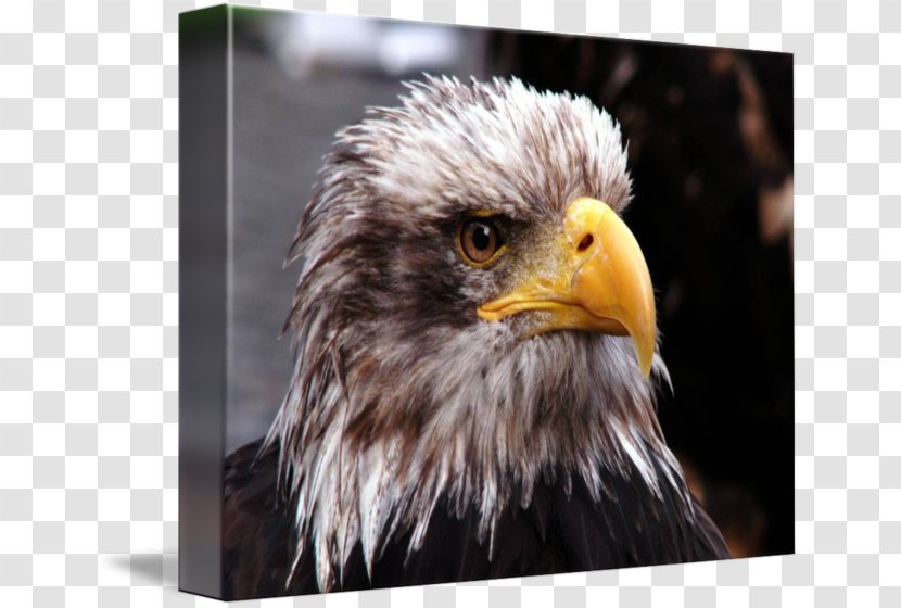 Bald Eagle Beak Close-up Feather - Bird Transparent PNG