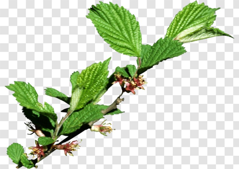 Leaf Tree Branch Red Raspberry - Herbalism Transparent PNG