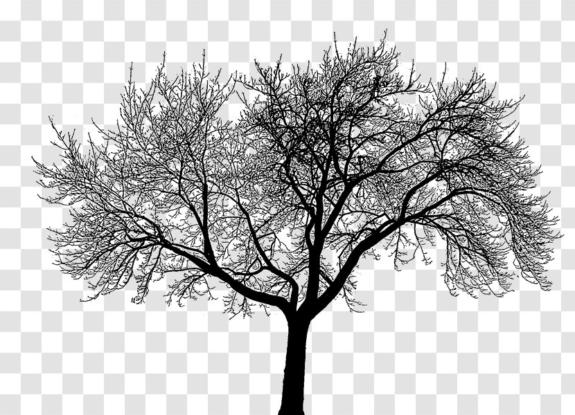 Poster Thought Love Grim Repair - Branch - Tree Plan Transparent PNG