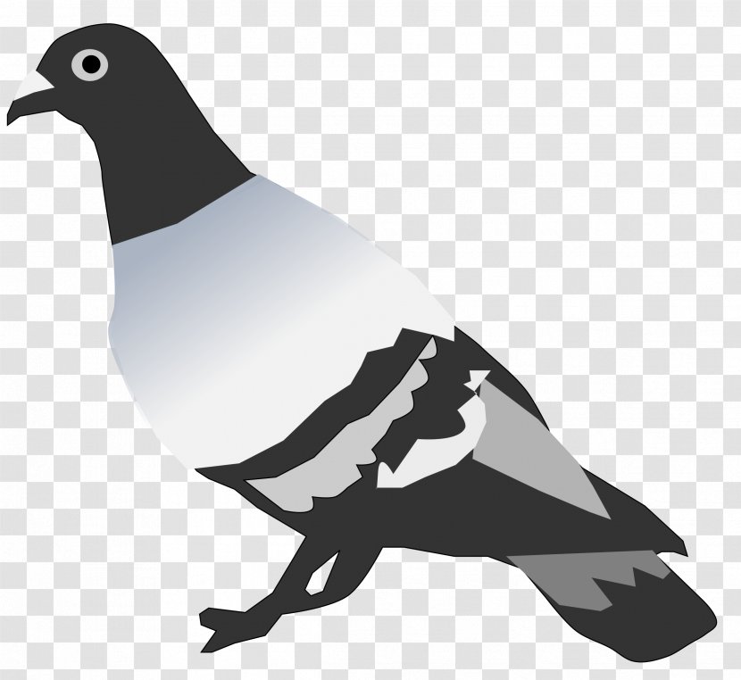 Rock Dove Pigeons And Doves Crandell Pest Control Clip Art - Typical Transparent PNG