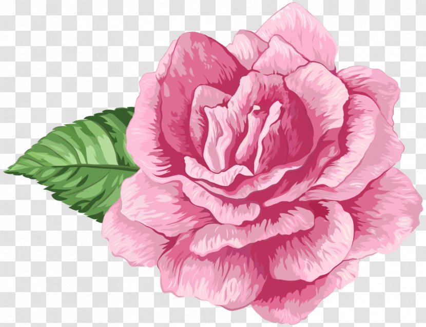 Cabbage Rose Garden Roses Clip Art - Camellia - Flores Cor De Rosa Transparent PNG