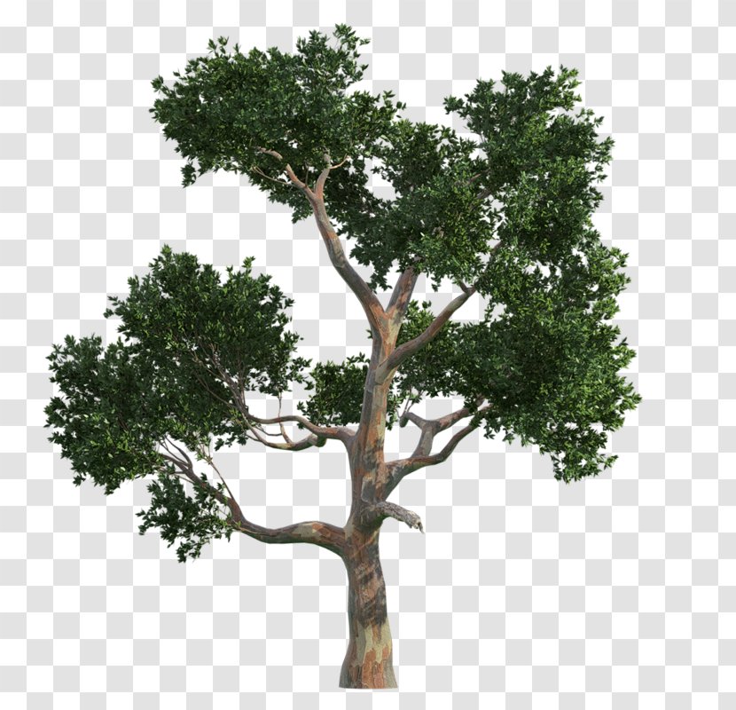 Tree Drawing Clip Art - Norway Spruce Transparent PNG