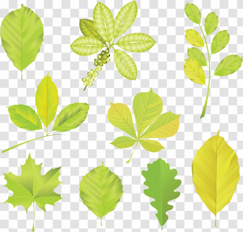 Trees And Leaves Leaf Clip Art - Tree Transparent PNG