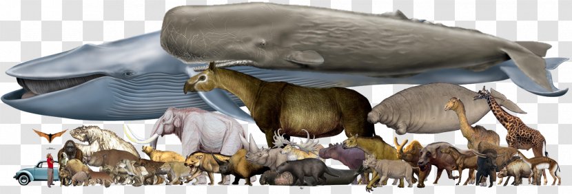 Megafauna Reptile Mammal Homo Sapiens Rhinoceros - Extinction - Blue Whale Transparent PNG