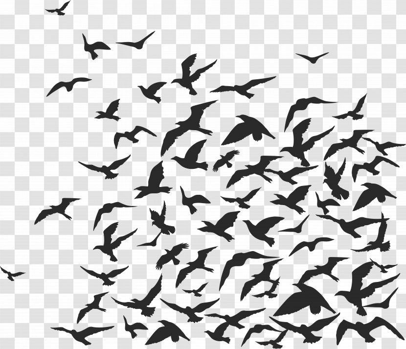Rook Bird Flock - Water - Of Birds Transparent PNG