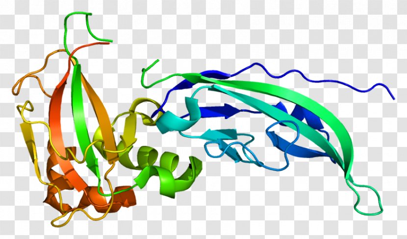 Dystroglycan Fukuyama Congenital Muscular Dystrophy Protein Dystrophin Skeletal Muscle - Basement Membrane - Online Mendelian Inheritance In Man Transparent PNG