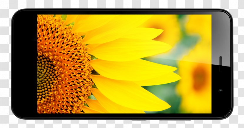 Common Sunflower Photography Installation Art - Yellow - Oil Transparent PNG