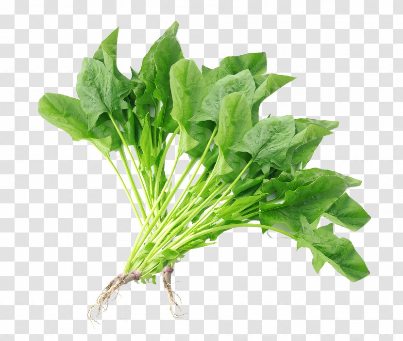 Spinach Chard Vegetable Komatsuna - Romaine Lettuce - Greens Vegetables Transparent PNG