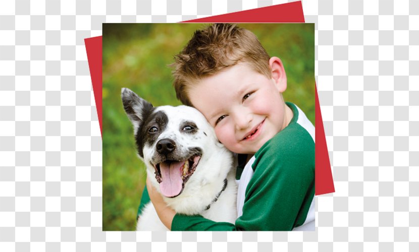 Australian Cattle Dog Pet Veterinarian Clinique Vétérinaire - Puppy Love - Cat Transparent PNG